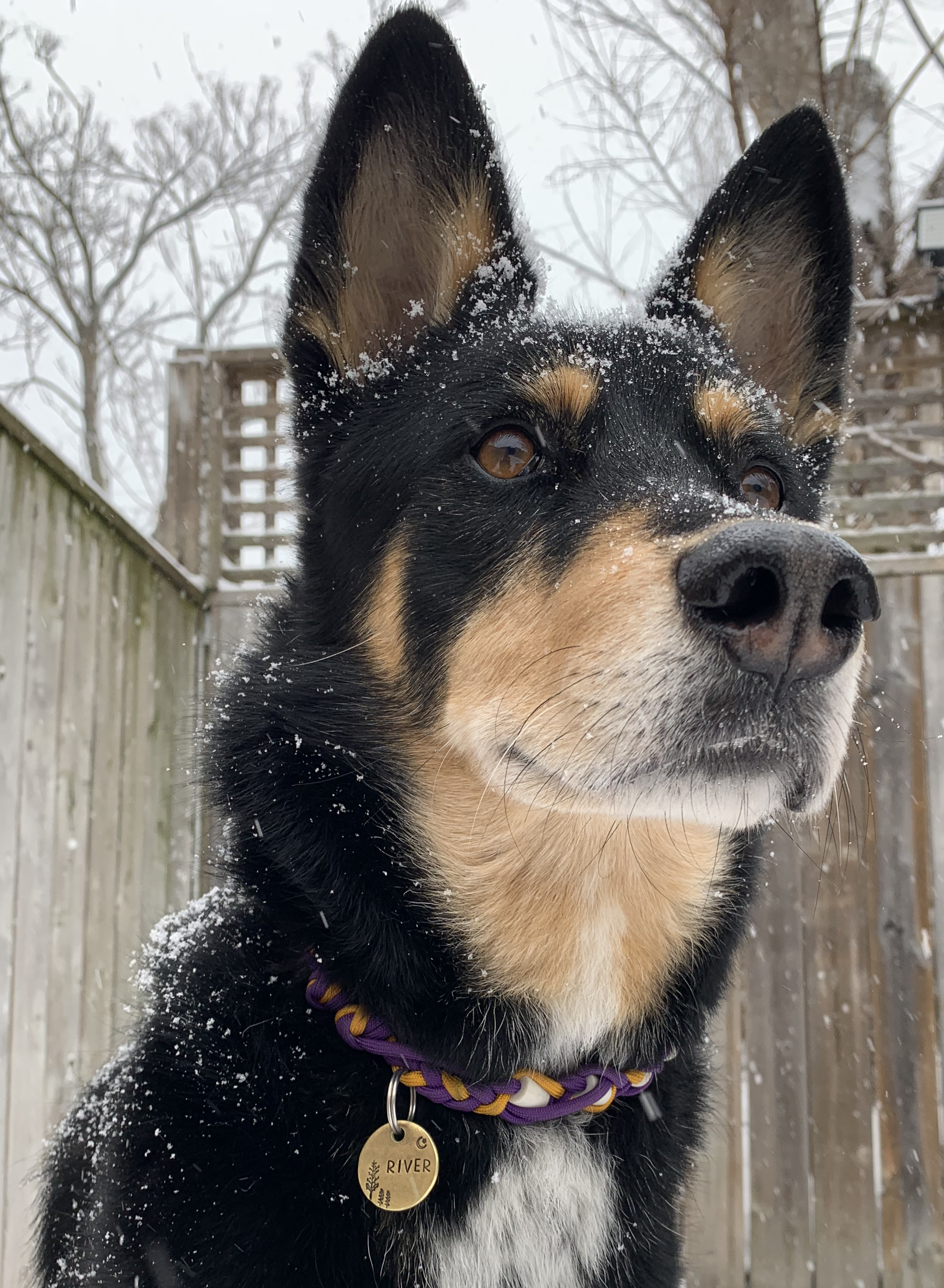 River a black and tan mixed breed dog dusted with snow flurries