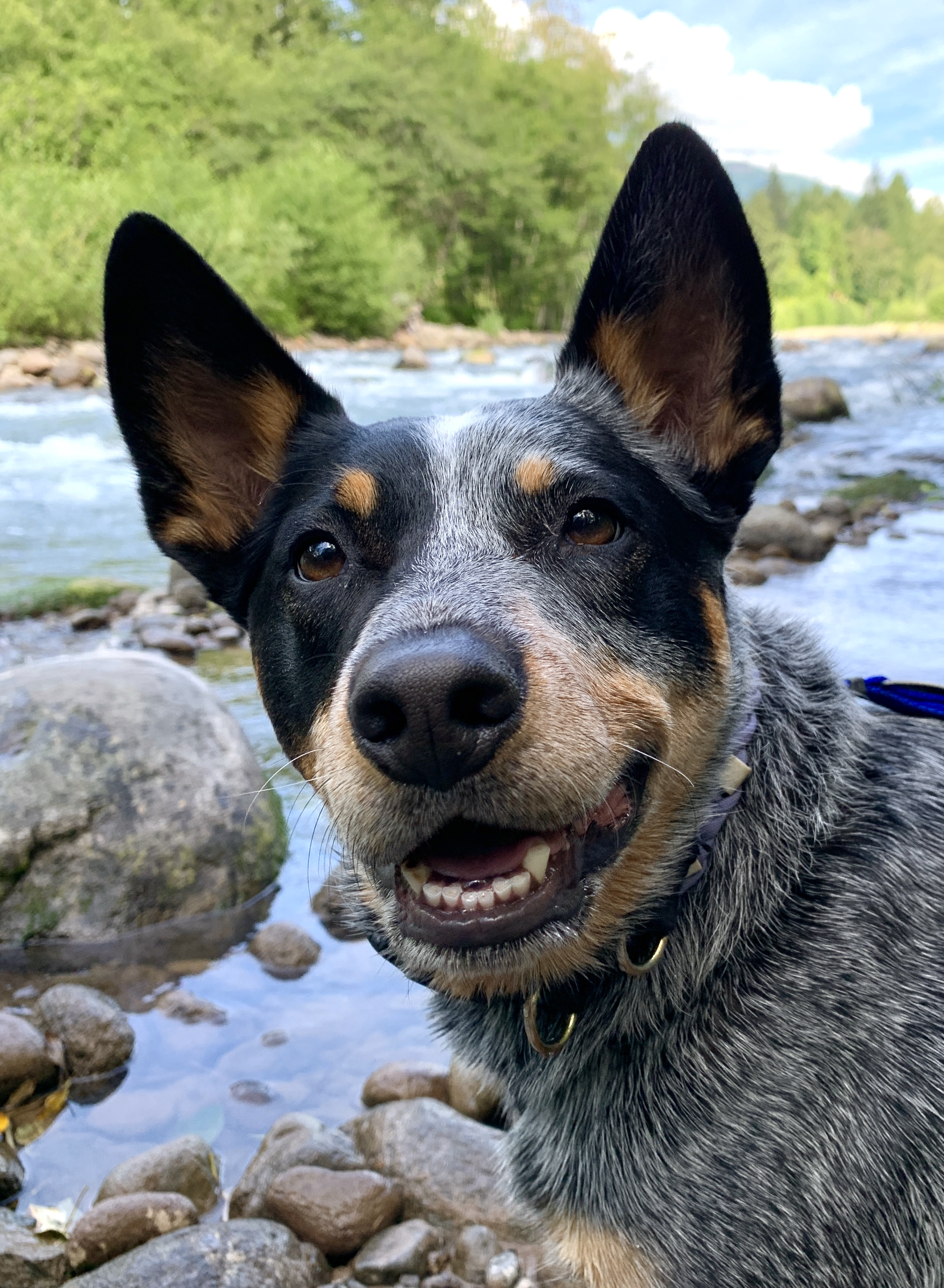 Sprocket an Australian Cattle Dog smiling in front of a tree-lined river