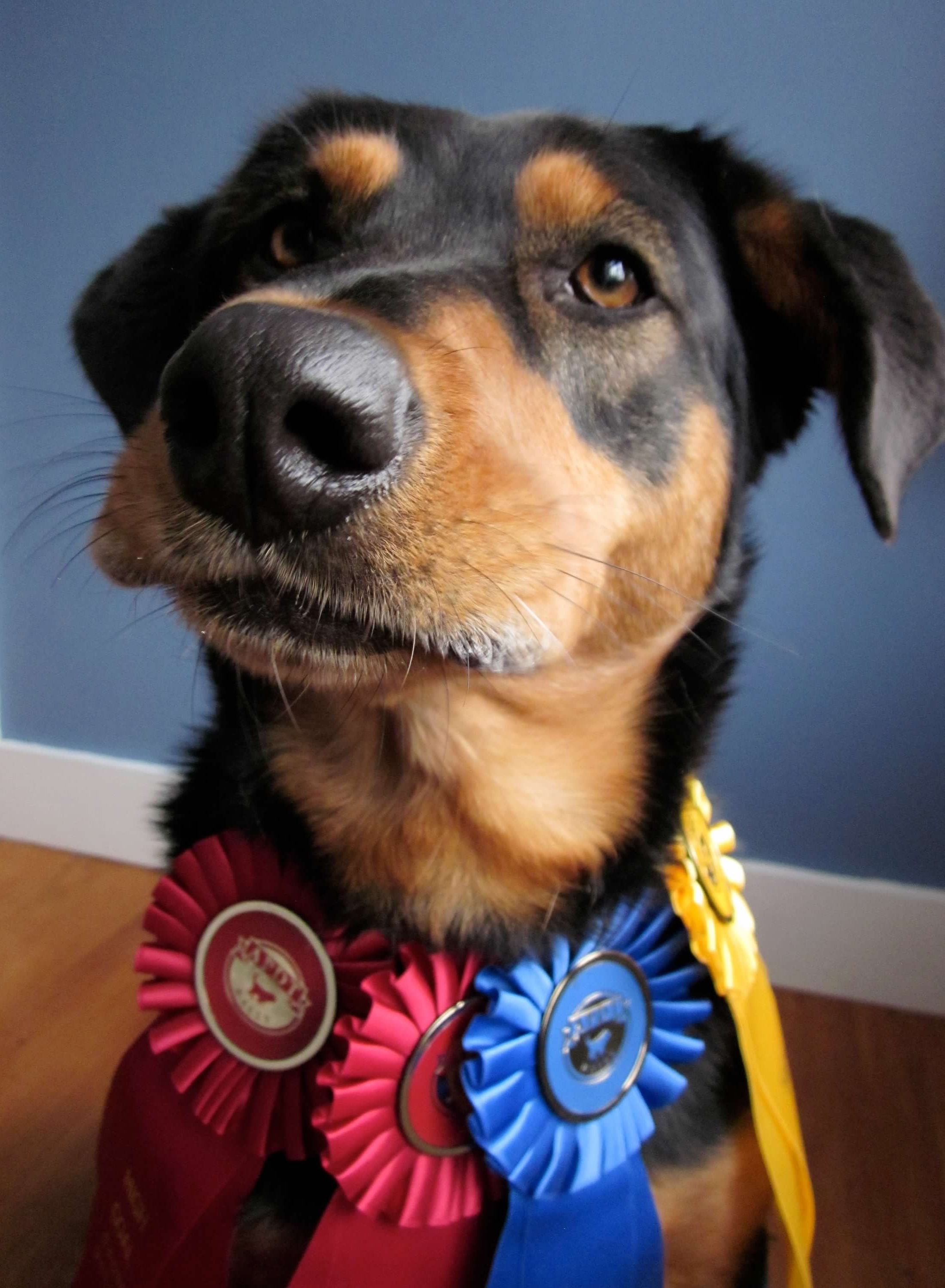 Tashi a black and tan mixed breed sporting her ribbons after her very first Rally trial