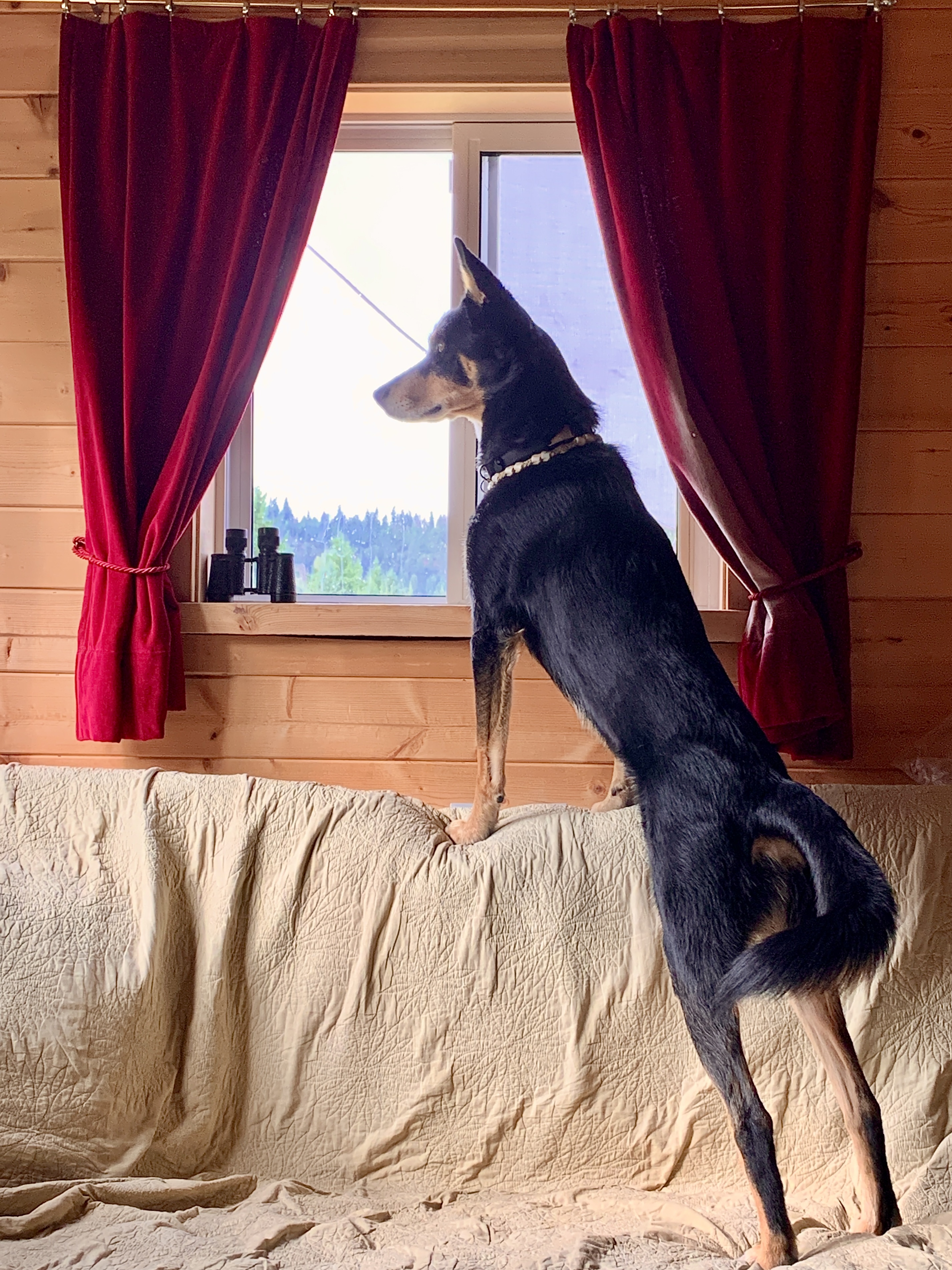 tall thin black and tan dog standing up on a sofa beside a window with red curtains and binoculars