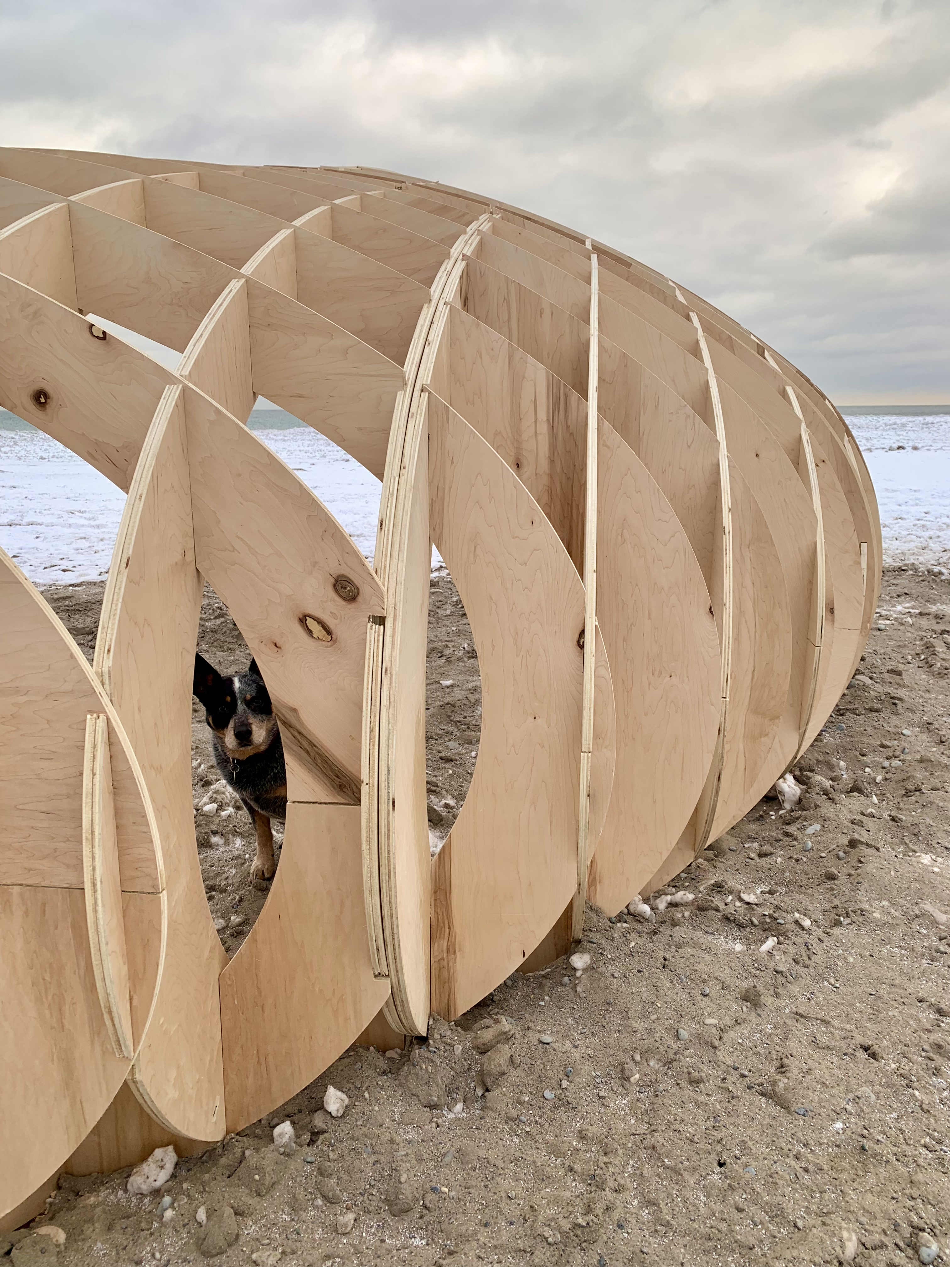 cattle dog peering out from pinecone type wooden construction